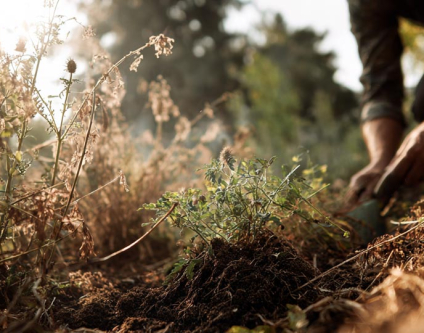 Potrzeby – mini cykl w 4 częściach – cz. 2. Kiedy ogród zaczyna żyć własnym życiem 